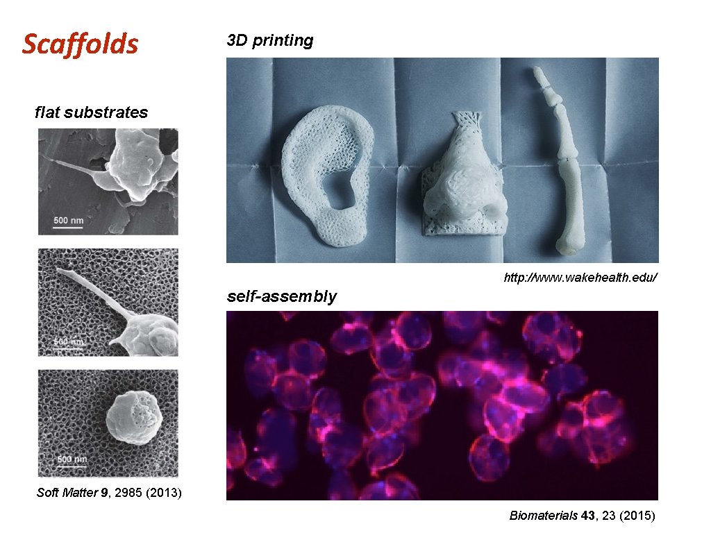 Scaffolds 3 D printing flat substrates http: //www. wakehealth. edu/ self-assembly Soft Matter 9,