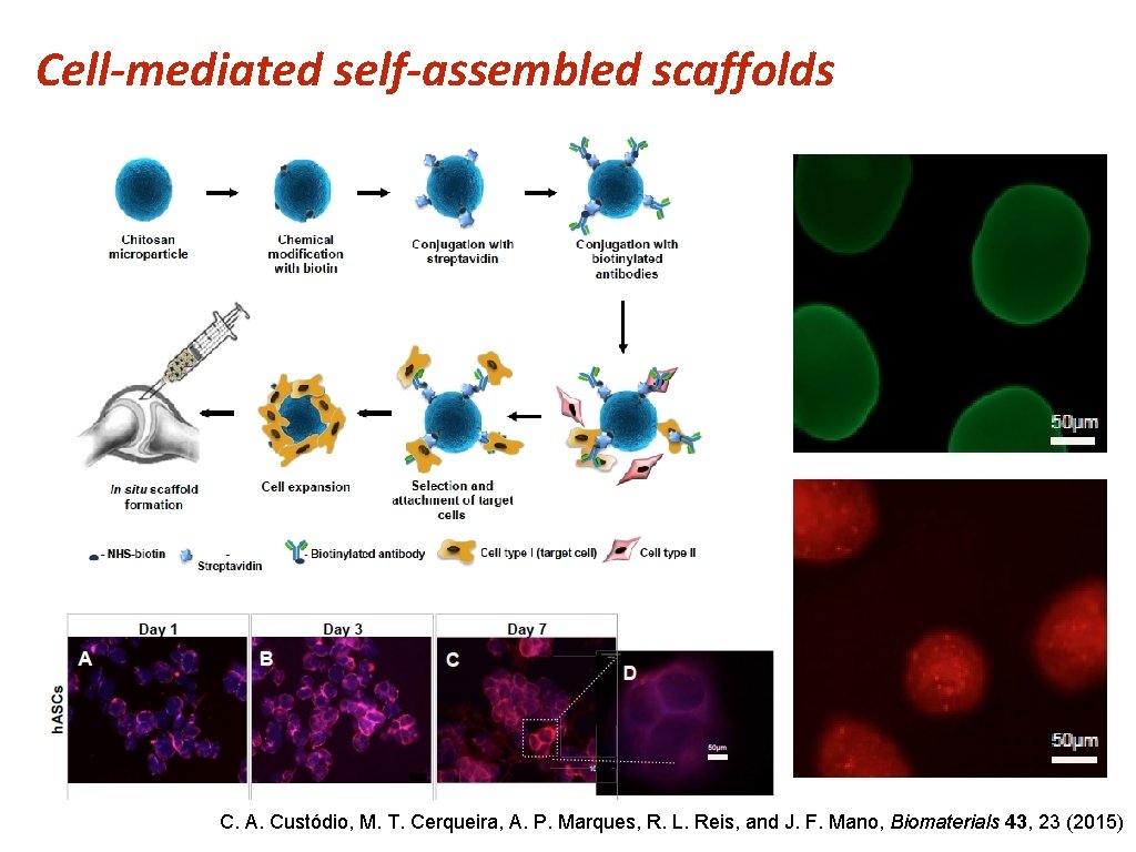 Cell-mediated self-assembled scaffolds C. A. Custódio, M. T. Cerqueira, A. P. Marques, R. L.