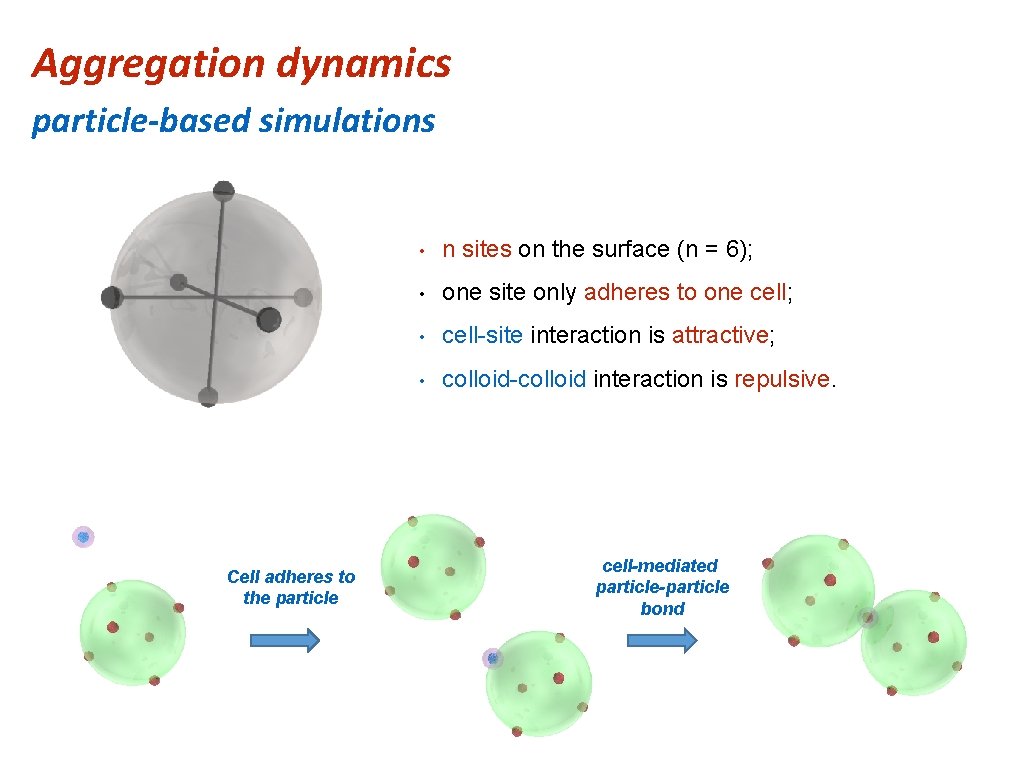 Aggregation dynamics particle-based simulations Cell adheres to the particle • n sites on the