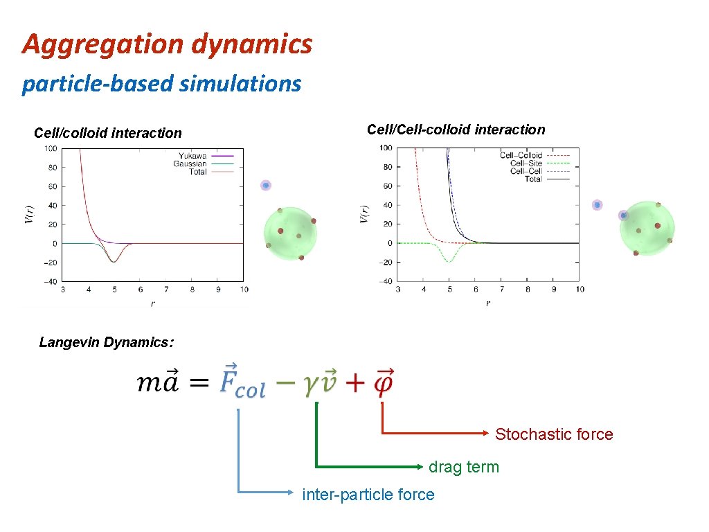 Aggregation dynamics particle-based simulations Cell/colloid interaction Cell/Cell-colloid interaction Langevin Dynamics: Stochastic force drag term
