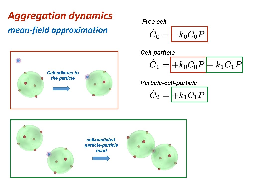 Aggregation dynamics mean-field approximation Free cell Cell-particle Cell adheres to the particle Particle-cell-particle cell-mediated