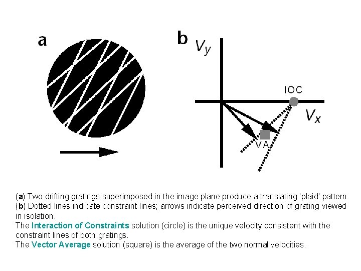 (a) Two drifting gratings superimposed in the image plane produce a translating ‘plaid’ pattern.