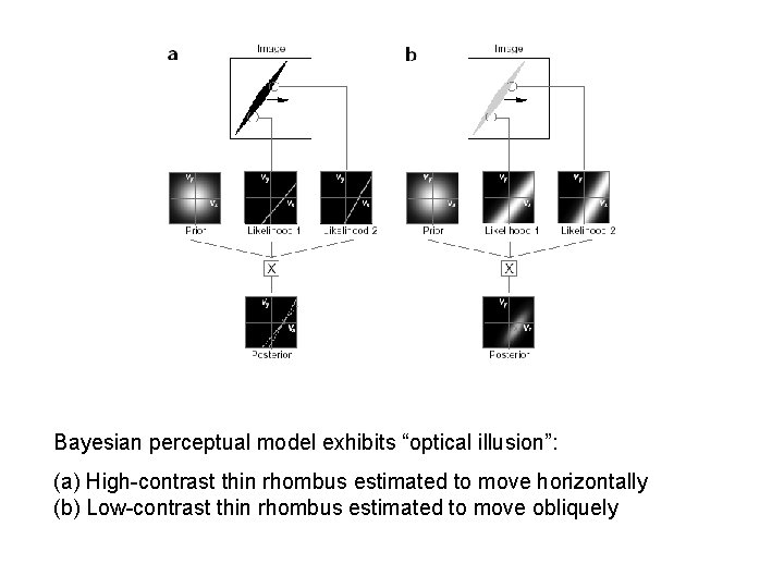 Bayesian perceptual model exhibits “optical illusion”: (a) High-contrast thin rhombus estimated to move horizontally