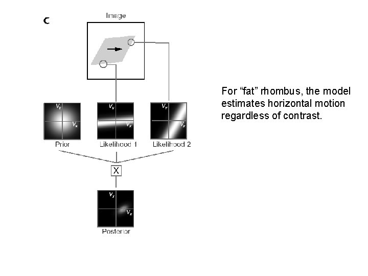 For “fat” rhombus, the model estimates horizontal motion regardless of contrast. 