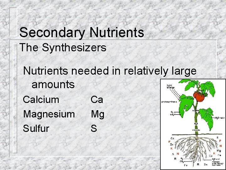 Secondary Nutrients The Synthesizers Nutrients needed in relatively large amounts Calcium Magnesium Sulfur Ca