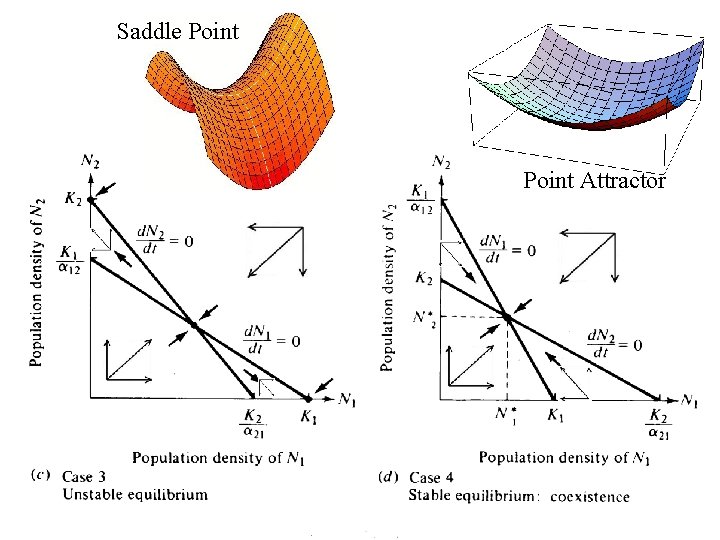 Saddle Point Attractor 