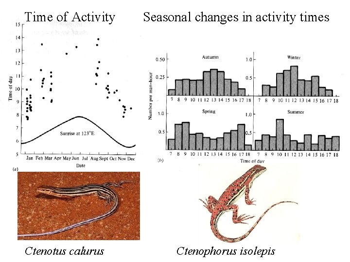 Time of Activity Ctenotus calurus Seasonal changes in activity times Ctenophorus isolepis 