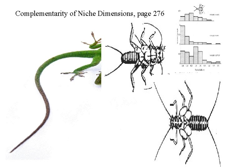 Complementarity of Niche Dimensions, page 276 Anolis Thomas W. Schoener 