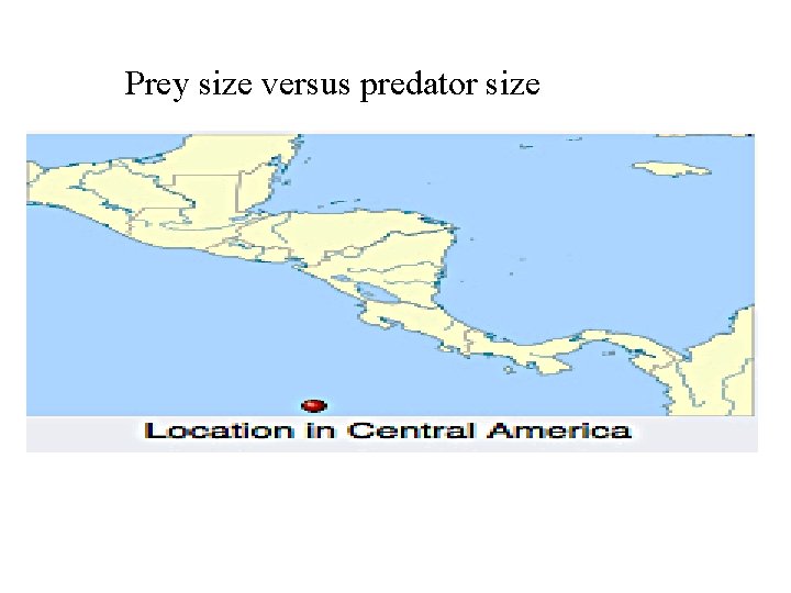 Prey size versus predator size 