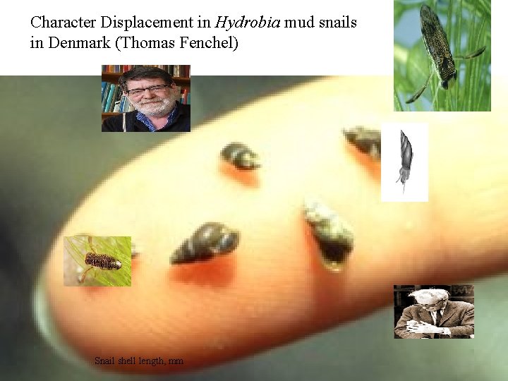 Character Displacement in Hydrobia mud snails in Denmark (Thomas Fenchel) Snail shell length, mm