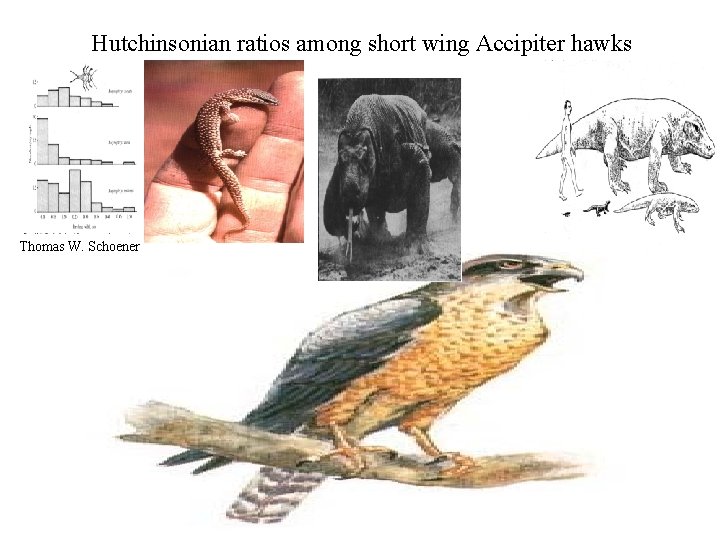 Hutchinsonian ratios among short wing Accipiter hawks Thomas W. Schoener 