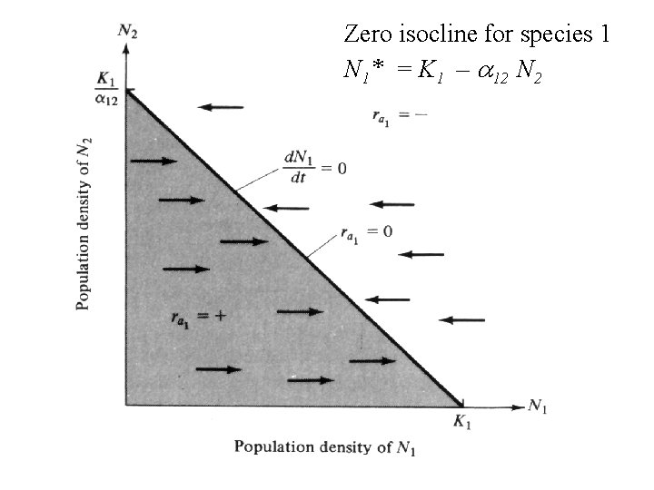 Zero isocline for species 1 N 1* = K 1 – a 12 N