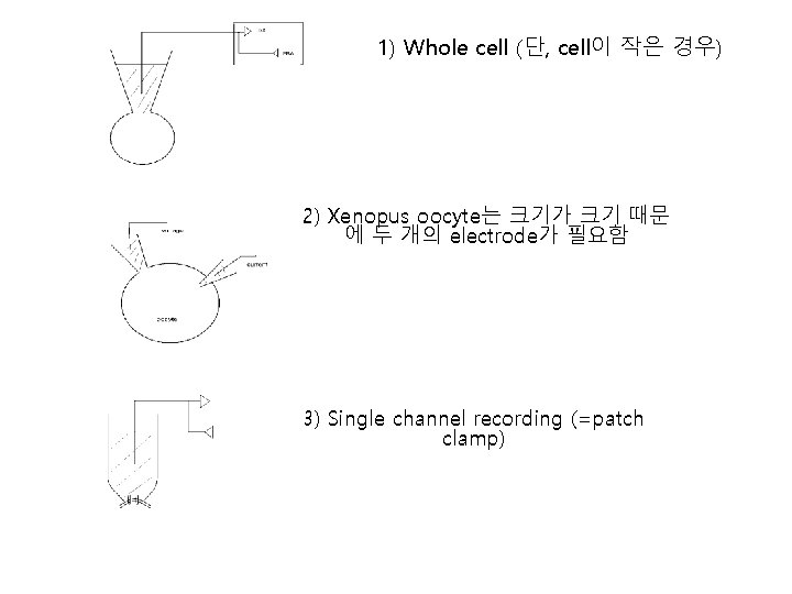 1) Whole cell (단, cell이 작은 경우) 2) Xenopus oocyte는 크기가 크기 때문 에