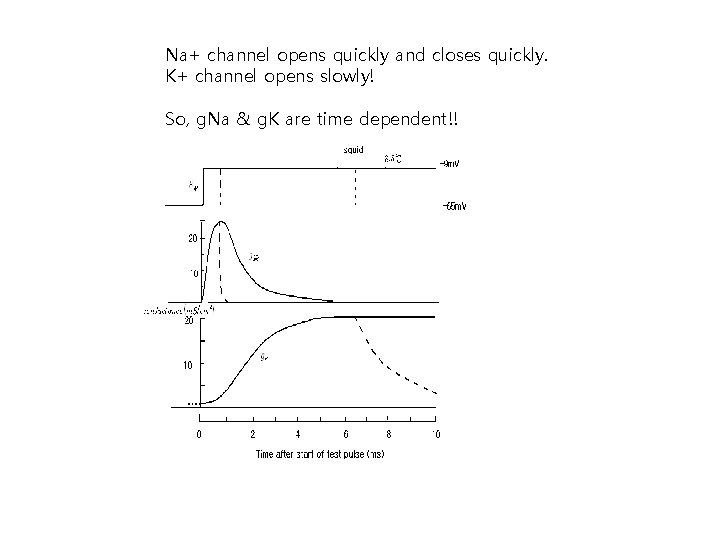 Na+ channel opens quickly and closes quickly. K+ channel opens slowly! So, g. Na