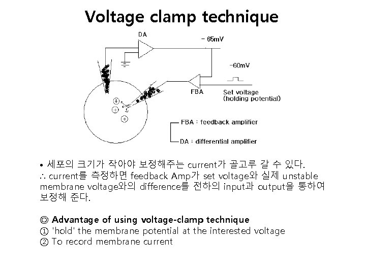 Voltage clamp technique • 세포의 크기가 작아야 보정해주는 current가 골고루 갈 수 있다. ∴