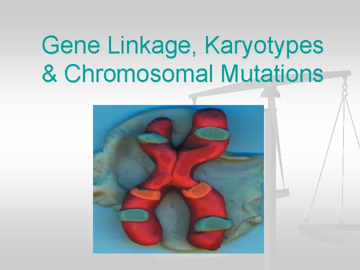 Gene Linkage, Karyotypes & Chromosomal Mutations 