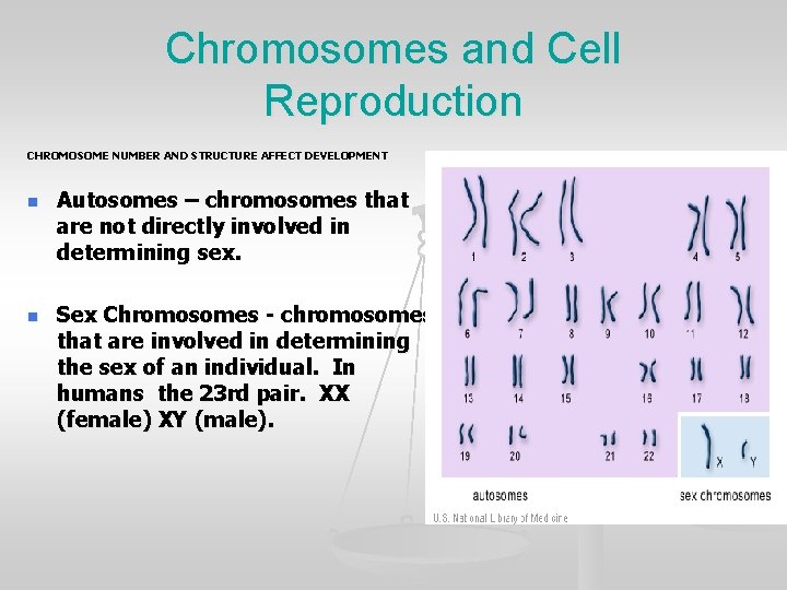 Chromosomes and Cell Reproduction CHROMOSOME NUMBER AND STRUCTURE AFFECT DEVELOPMENT n n Autosomes –