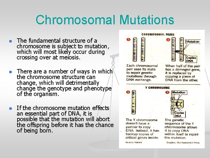 Chromosomal Mutations n n n The fundamental structure of a chromosome is subject to