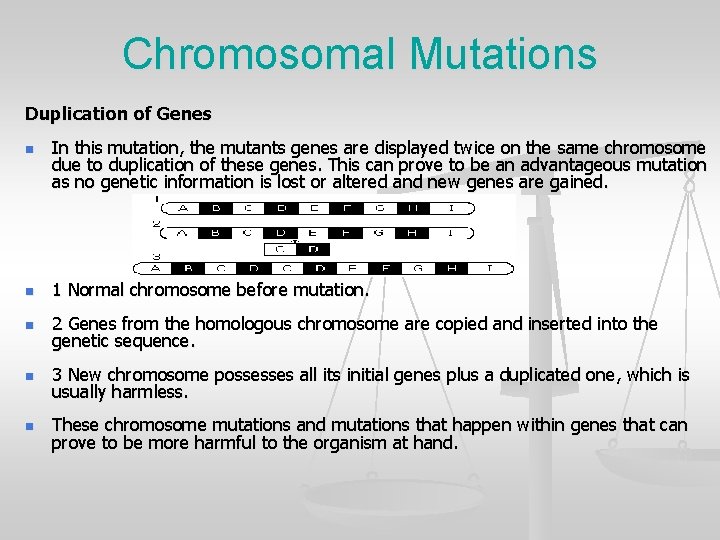 Chromosomal Mutations Duplication of Genes n In this mutation, the mutants genes are displayed