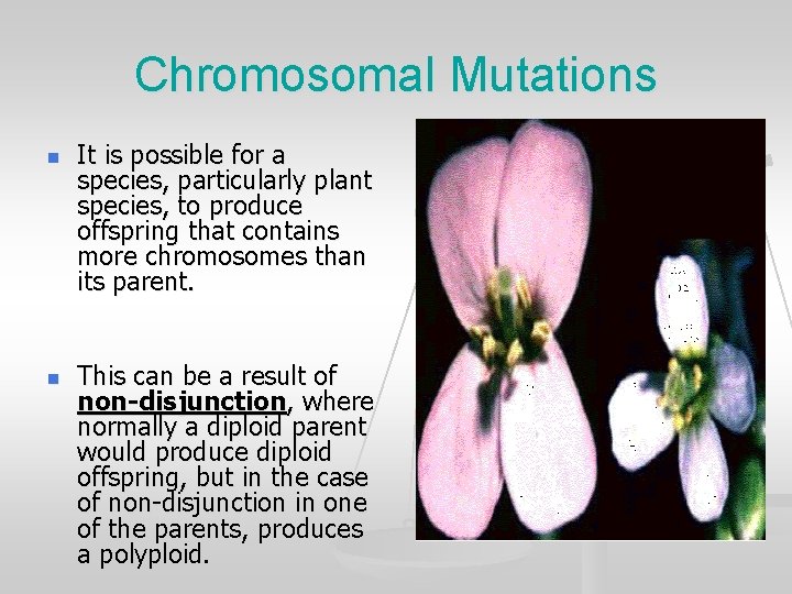 Chromosomal Mutations n n It is possible for a species, particularly plant species, to