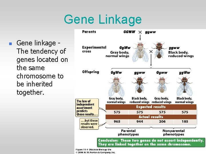 Gene Linkage n Gene linkage The tendency of genes located on the same chromosome