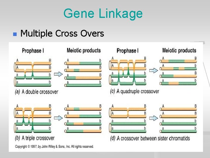Gene Linkage n Multiple Cross Overs 