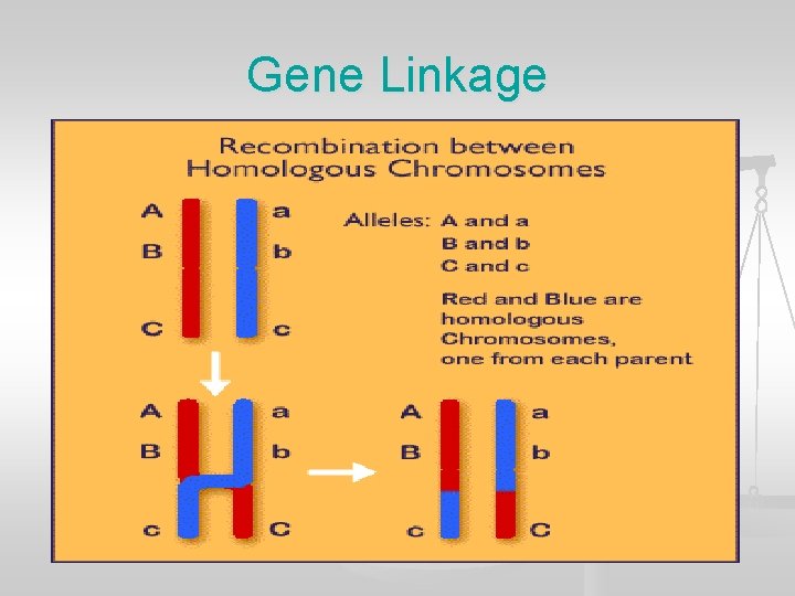 Gene Linkage 