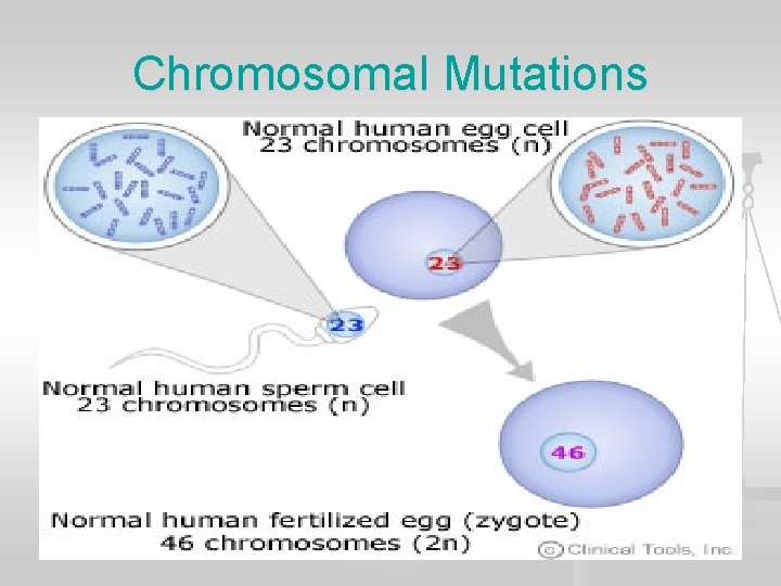 Chromosomal Mutations 