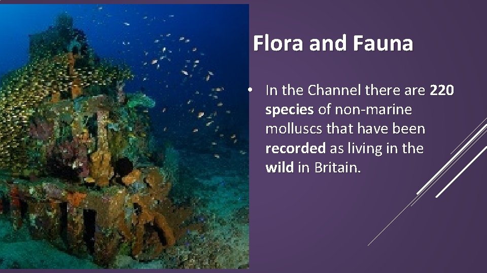 Flora and Fauna • In the Channel there are 220 species of non-marine molluscs