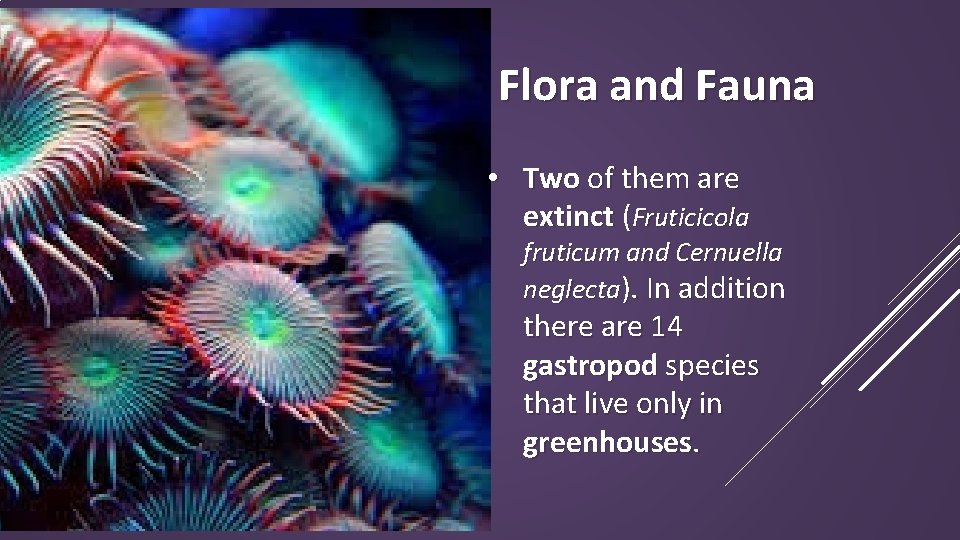 Flora and Fauna • Two of them are extinct (Fruticicola fruticum and Cernuella neglecta).