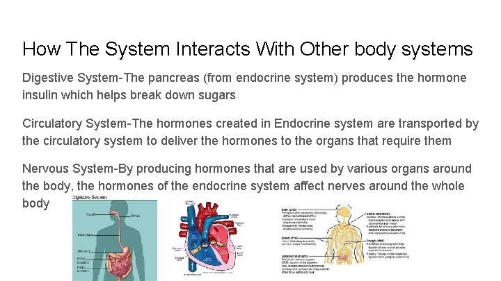 How The System Interacts With Other body systems Digestive System-The pancreas (from endocrine system)