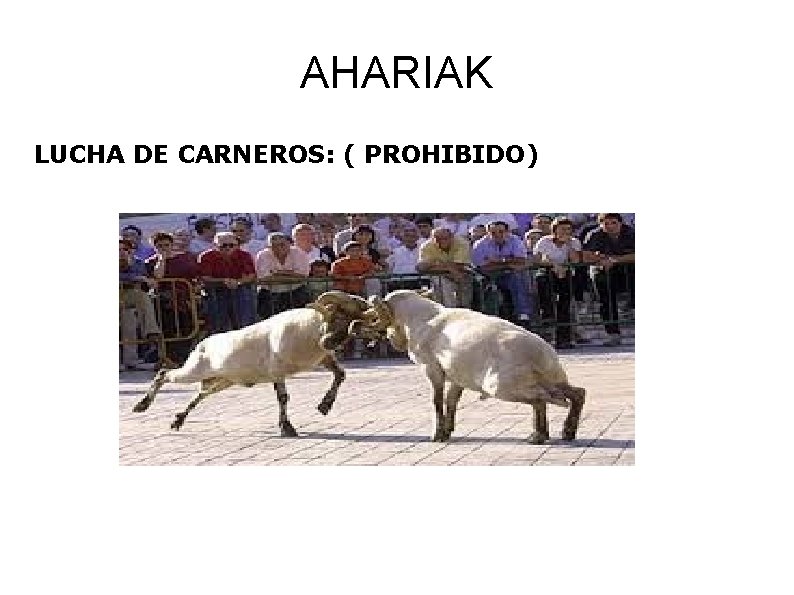 AHARIAK LUCHA DE CARNEROS: ( PROHIBIDO) 