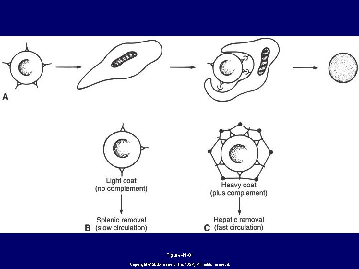 Figure 41 -01 Copyright © 2005 Elsevier Inc. (USA) All rights reserved. 