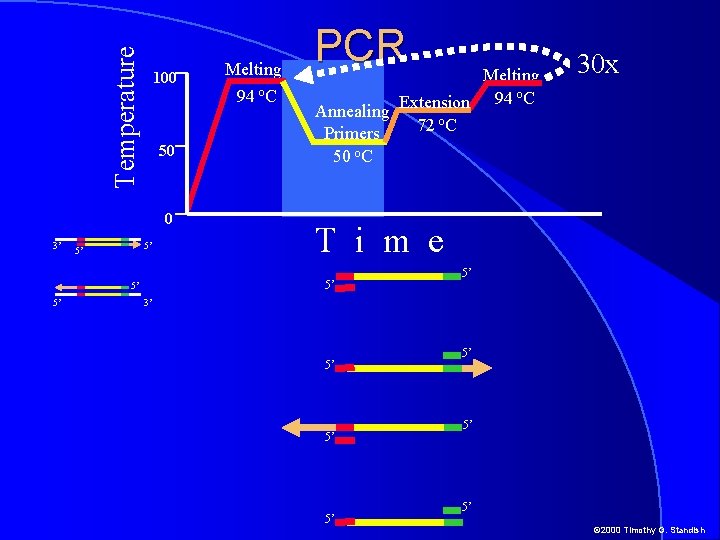 Temperature 100 50 0 3’ 5’ 5’ PCR Melting 94 o. C Extension Annealing