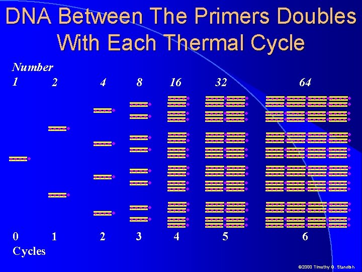 DNA Between The Primers Doubles With Each Thermal Cycle Number 1 2 0 1