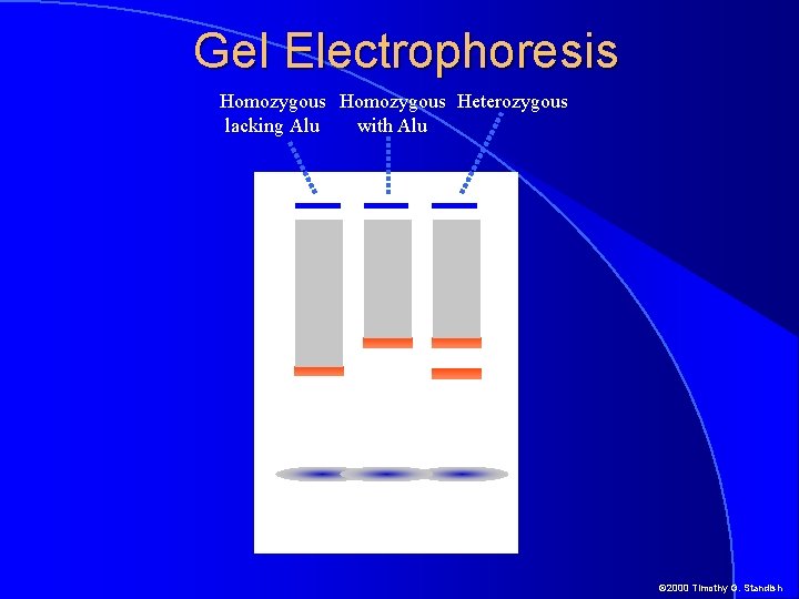 Gel Electrophoresis Homozygous Heterozygous lacking Alu with Alu © 2000 Timothy G. Standish 