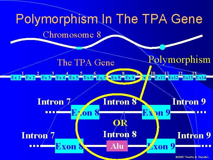 Polymorphism In The TPA Gene Chromosome 8 The TPA Gene Ex 1 1 Ex