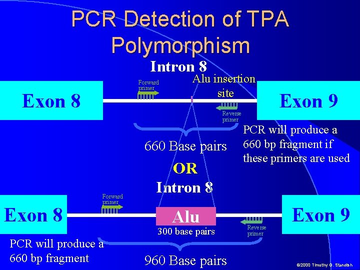 PCR Detection of TPA Polymorphism Intron 8 Forward primer Exon 8 Alu insertion site