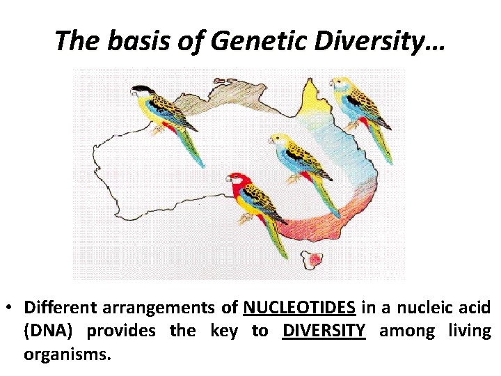 The basis of Genetic Diversity… • Different arrangements of NUCLEOTIDES in a nucleic acid