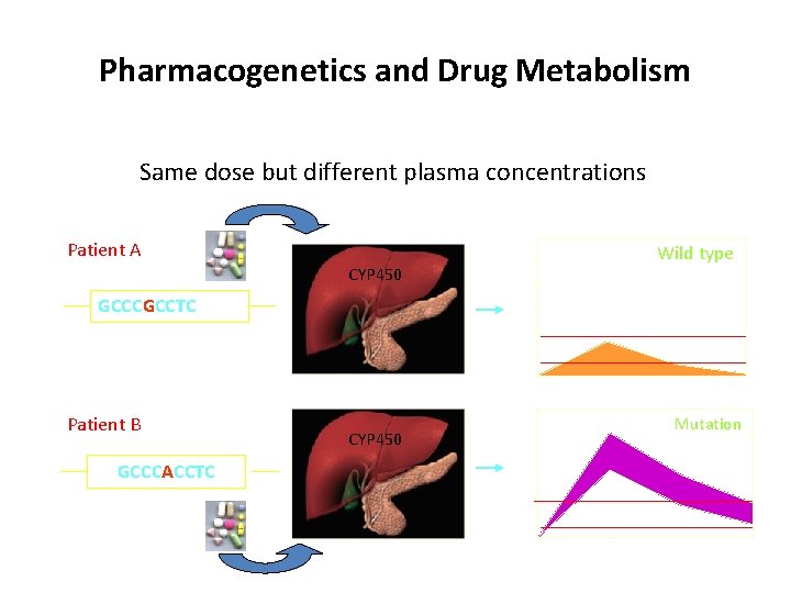 Pharmacogenetics and Drug Metabolism Same dose but different plasma concentrations Patient A GCCCGCCTC Wild