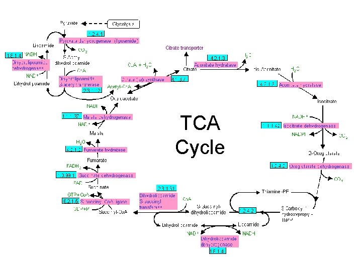 TCA Cycle 