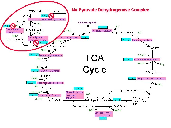 No Pyruvate Dehydrogenase Complex TCA Cycle 