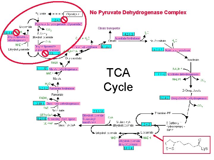 No Pyruvate Dehydrogenase Complex TCA Cycle Lys 