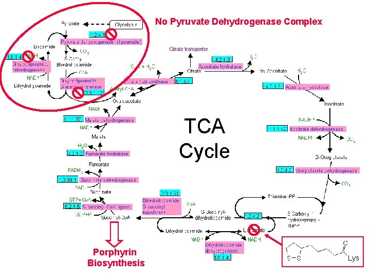 No Pyruvate Dehydrogenase Complex TCA Cycle Porphyrin Biosynthesis Lys 