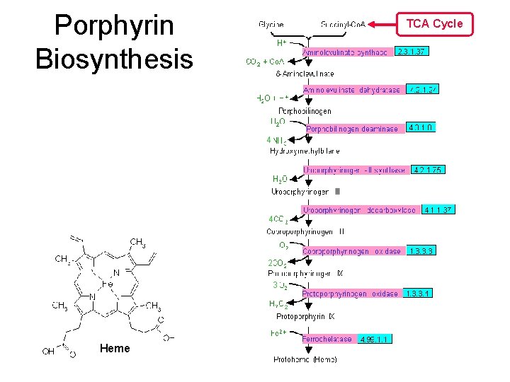 Porphyrin Biosynthesis TCA Cycle 4 4 2 H 2 O + 2 3 3