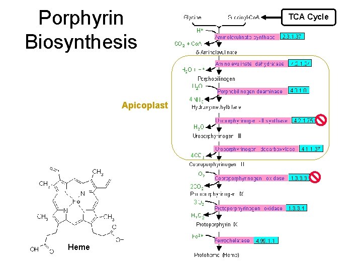 Porphyrin Biosynthesis Apicoplast TCA Cycle 4 4 2 H 2 O + 2 3