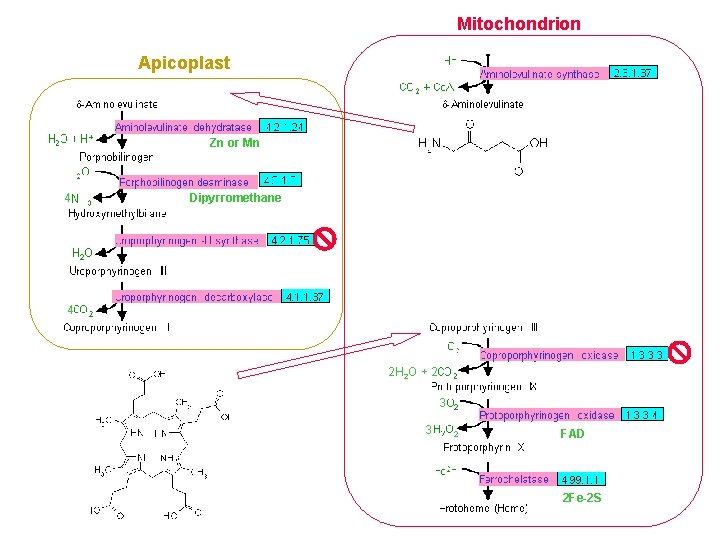 Mitochondrion TCA Cycle Apicoplast Zn or Mn 4 Dipyrromethane 4 2 H 2 O