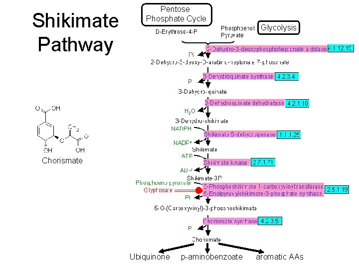 Shikimate Pathway Pentose Phosphate Cycle Glycolysis Chorismate Ubiquinone p-aminobenzoate aromatic AAs 