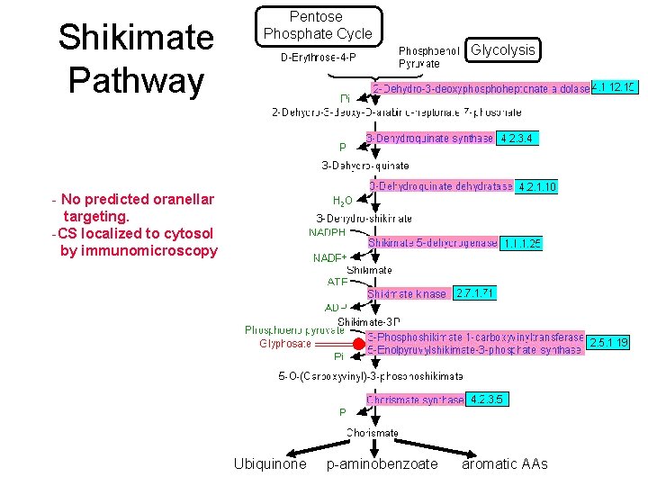 Shikimate Pathway Pentose Phosphate Cycle Glycolysis - No predicted oranellar targeting. -CS localized to