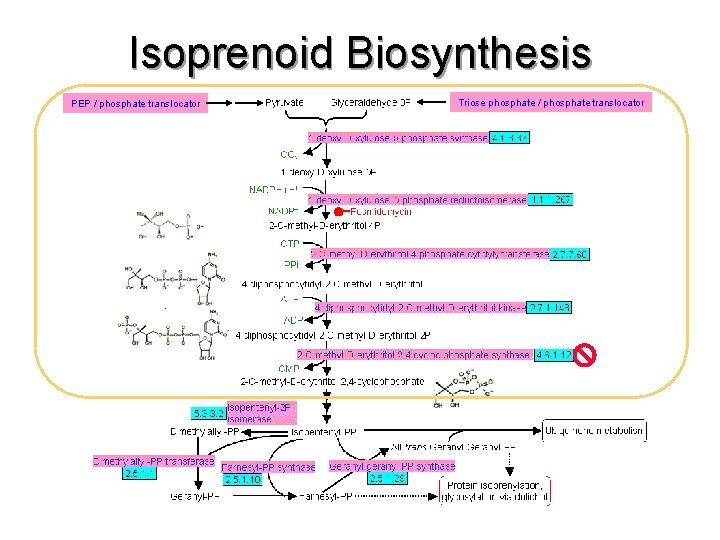 Isoprenoid Biosynthesis PEP / phosphate translocator Triose phosphate / phosphate translocator 